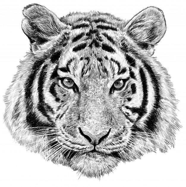 Tiger Head Sketch at PaintingValley.com | Explore collection of Tiger ...