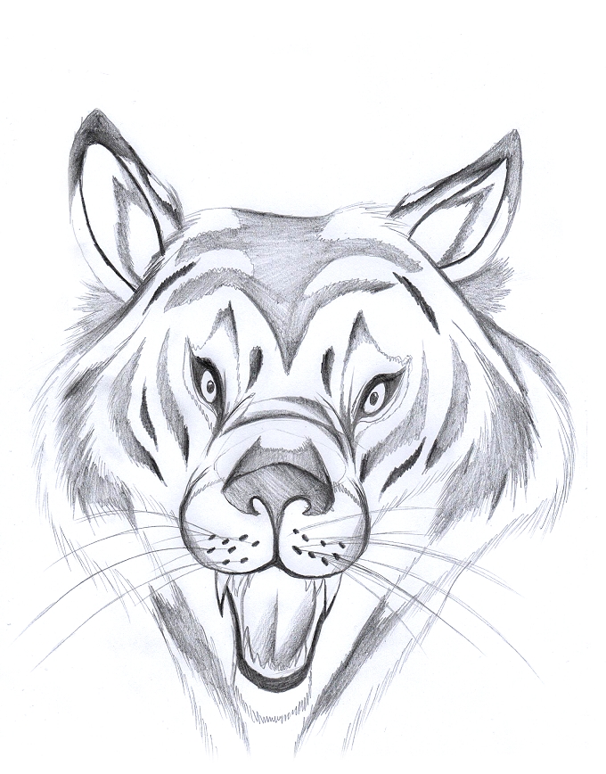 680x868 Tiger Head Sketch By Vegabone - Tiger Head Sketch