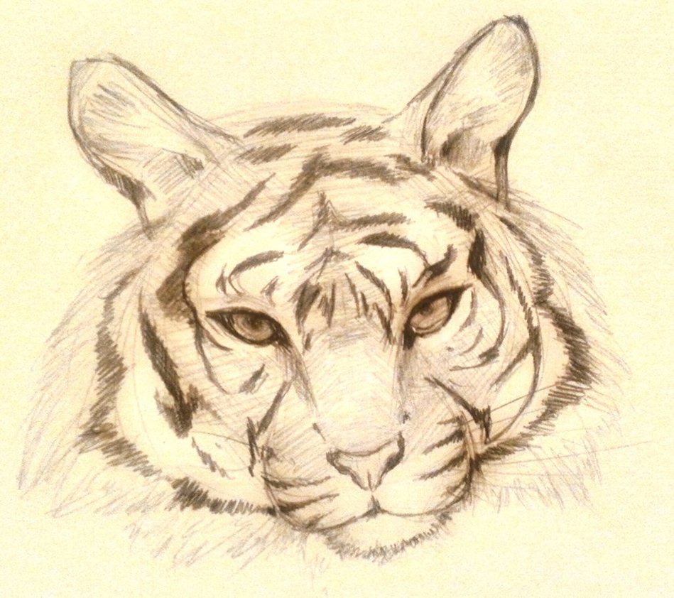 949x842 Sketch] Tiger Head By Eothnoguy - Tiger Head Sketch