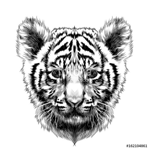 500x500 Tiger Cub Head Sketch Vector Graphics Black And White Drawing - Tiger Head Sketch