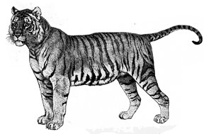 288x189 Tiger Drawings Are Easy To Draw Using Simple Basic Shapes - Tiger Images Sketch