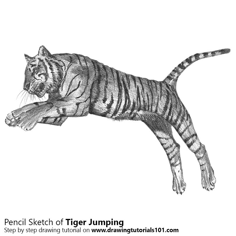 800x800 Tiger Jumping Pencil Drawing - Tiger Images Sketch