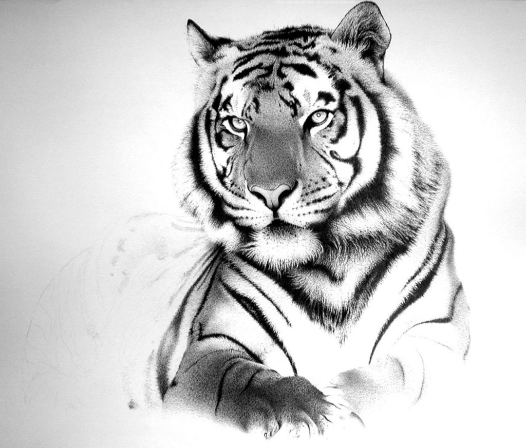 1024x873 Tiger Sketch Drawing 10 Cool Tiger Drawings For Inspiration Tiger - Tiger Images Sketch