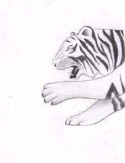 245x320 Tiger Sketch Photo Free Download - Tiger Images Sketch