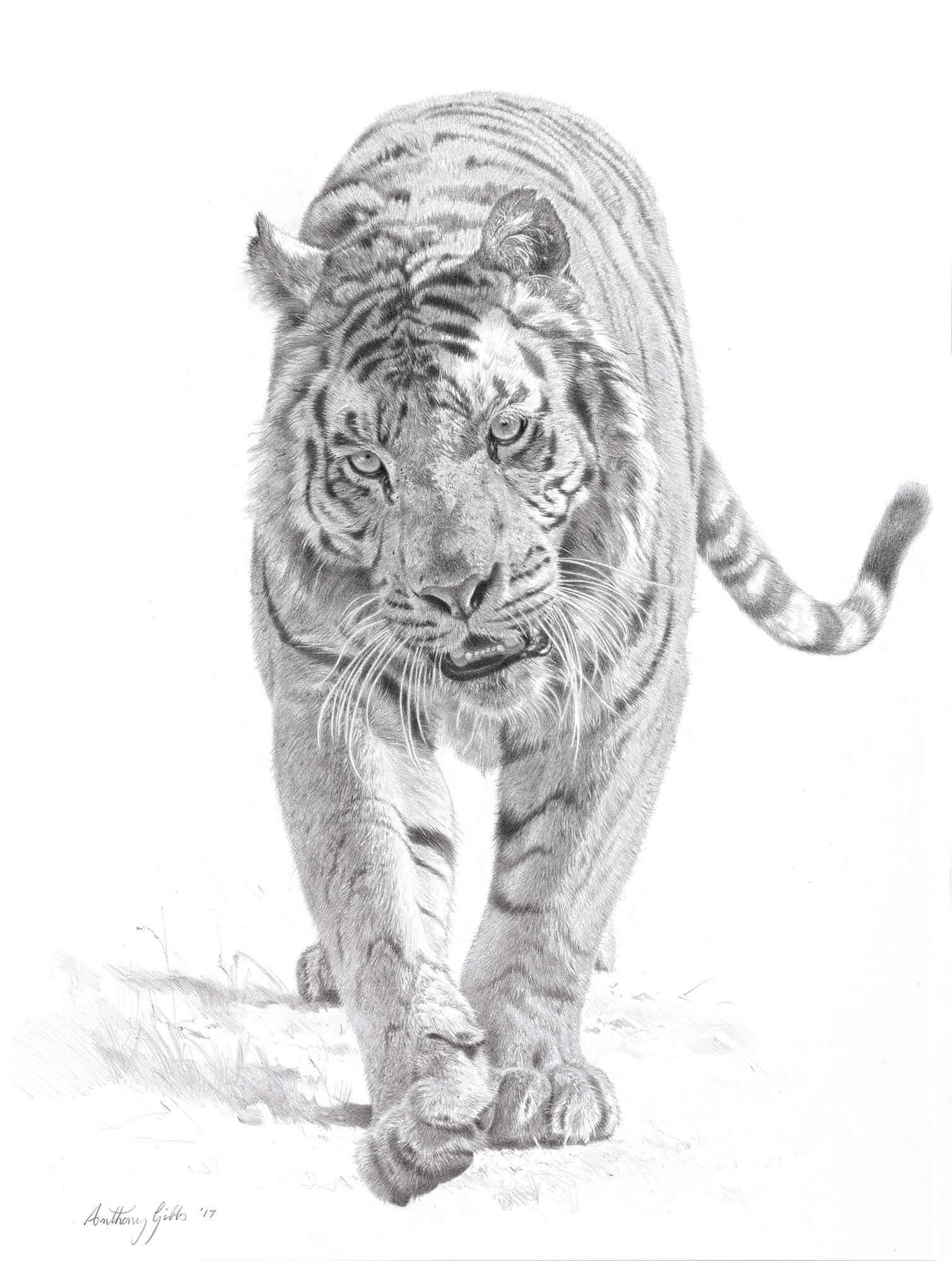 1509x2000 Tiger Pencil Drawing Sketch - Tiger Images Sketch