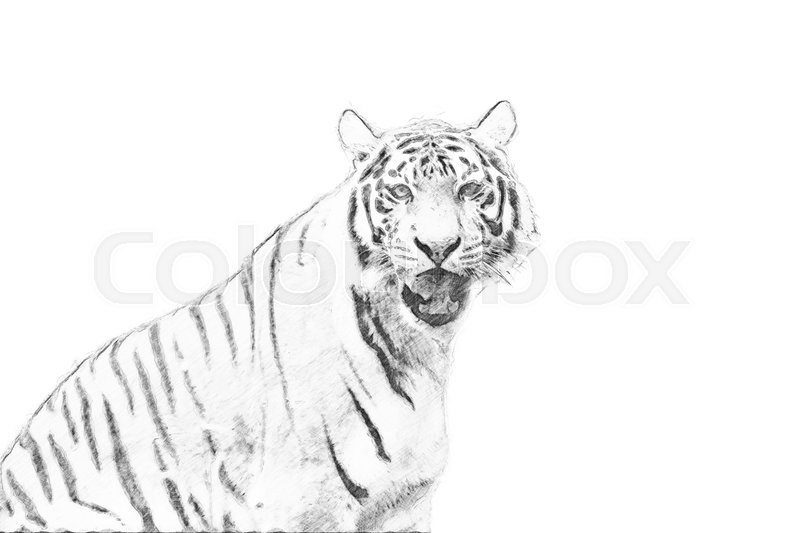 800x533 Tiger. Black And White Sketch With Pencil Stock Photo Colourbox - Tiger Images Sketch