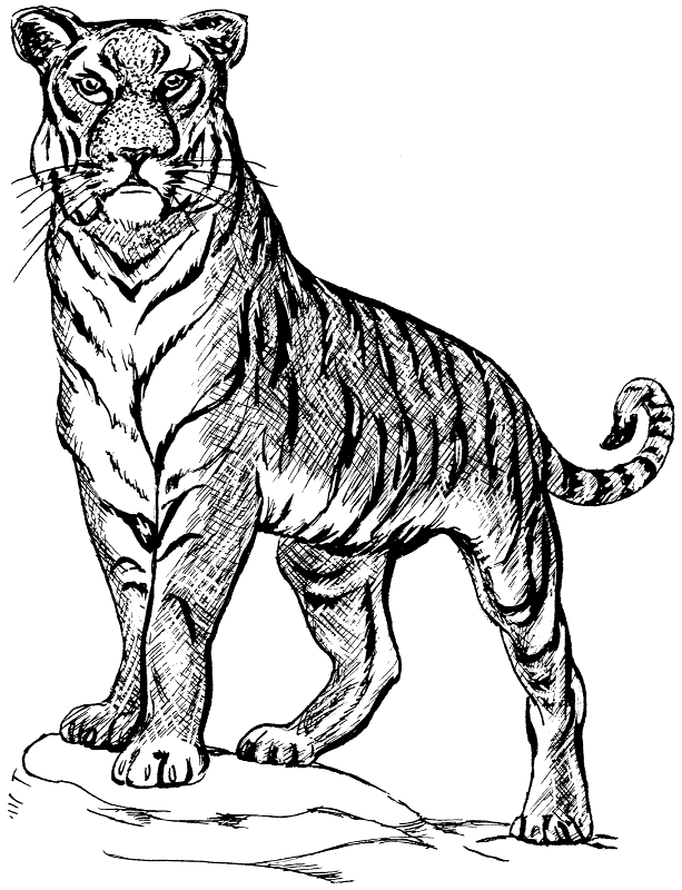 613x800 Tiger Sketch - Tiger Images Sketch
