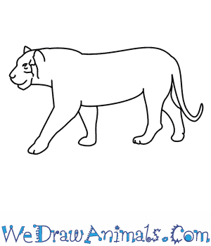 300x350 How To Draw A Tiger - Tiger Images Sketch