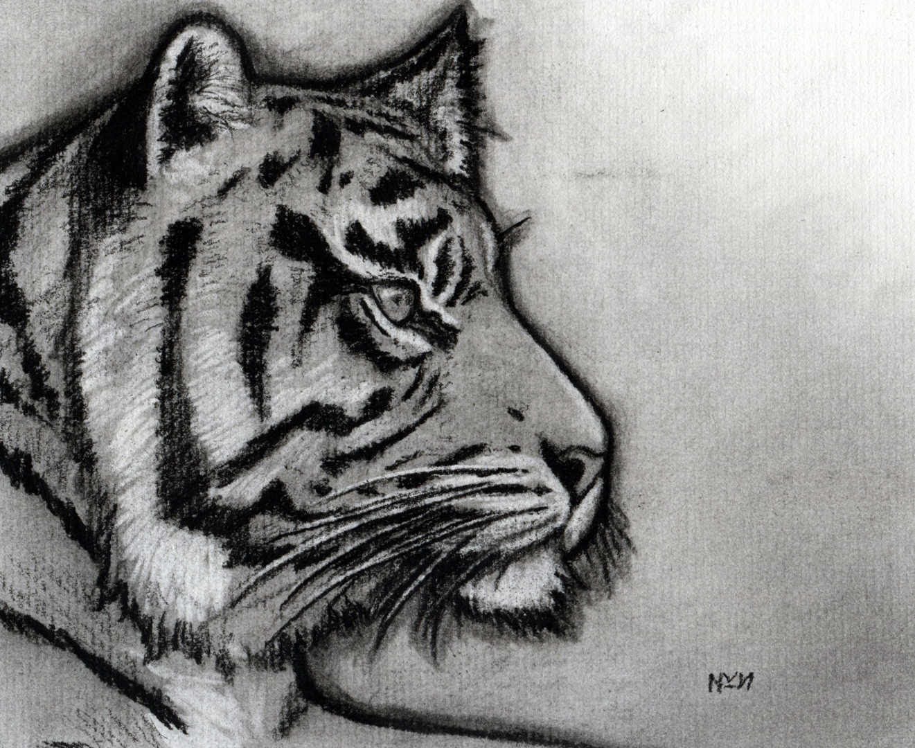 1321x1080 How To Sketch A Tiger - Tiger Images Sketch