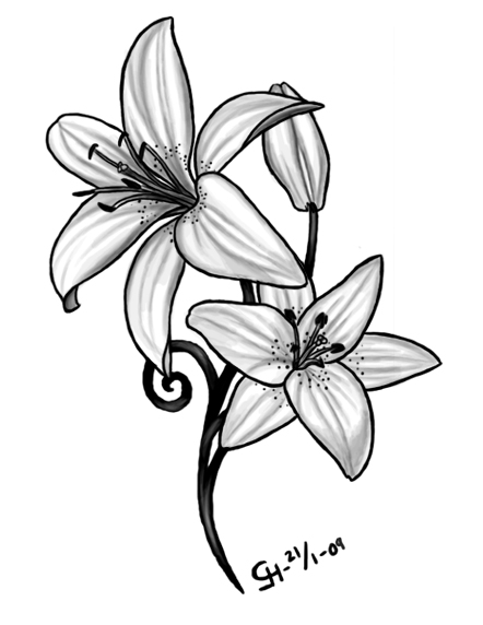 442x572 Image Result For Tiger Lily Tattoo Delicate Tattoos - Tiger Lily Sketch