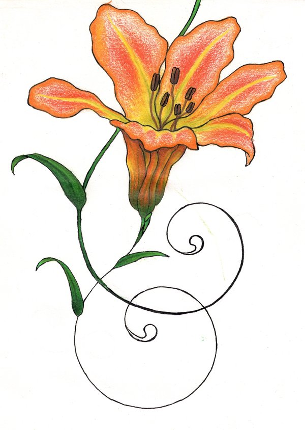 600x844 Lilies Clipart Tiger Lily ~ Frames ~ Illustrations ~ Hd Images - Tiger Lily Sketch