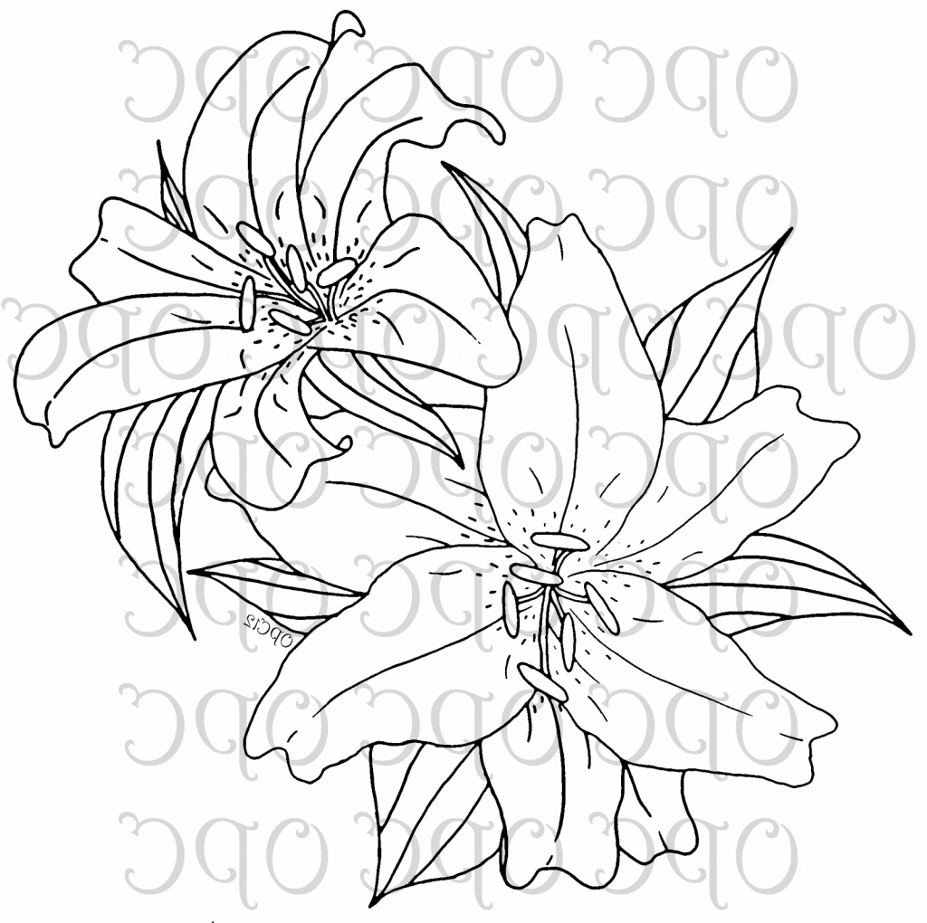 1024x1020 Tiger Lilly Sketch - Tiger Lily Sketch