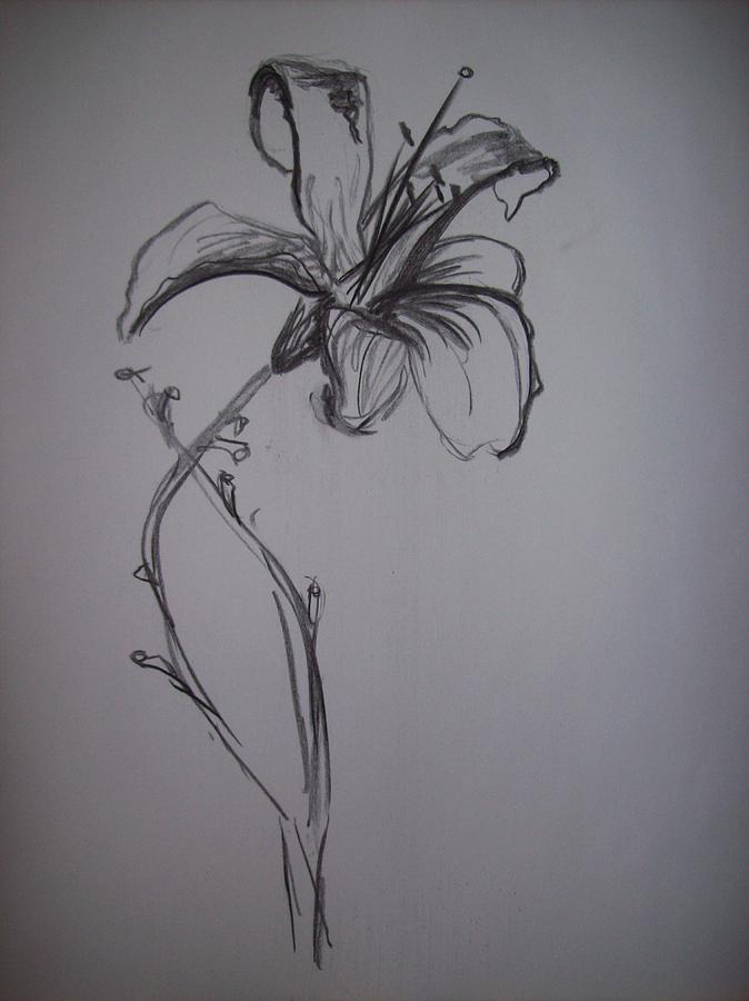 674x900 Tiger Lily Drawing By Amanda Light - Tiger Lily Sketch