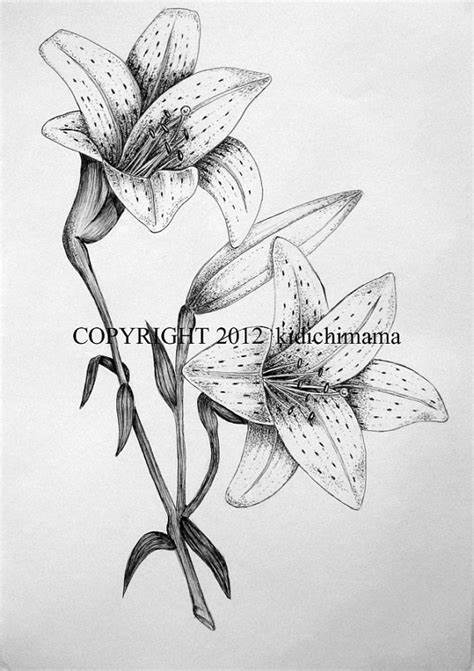 474x671 Tiger Lily Flower Drawing. How To Draw A Tiger Lily Step - Tiger Lily Sketch