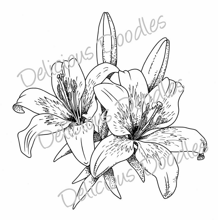 881x886 Collection Of Stargazer Lily Drawing Outline High Quality - Tiger L...