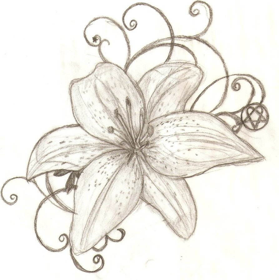 893x895 Tiger Lily Sketch Tattoo Design Tiger Lily Sample Tattoomagz - Tiger Lily Sketch