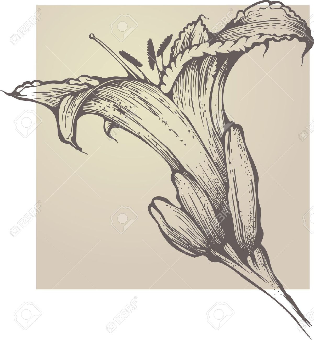 1200x1300 Tiger Lily Sketch Tiger Lily Royalty Free Cliparts Vectors And - Tiger Lily Sketch