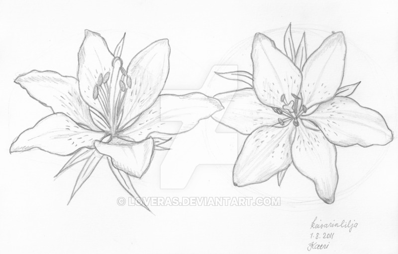 800x512 Tiger Lily Sketch By Loveras - Tiger Lily Sketch