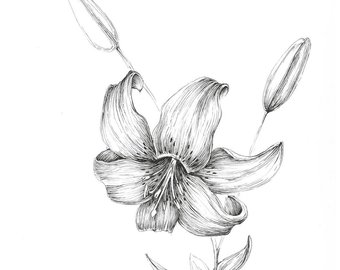 340x270 Tiger Lily Drawing Etsy - Tiger Lily Sketch