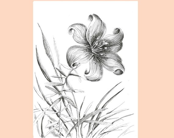 570x450 Tiger Lily Sketch Floral Illustration Flower Drawing Black Etsy - Tiger Lily Sketch