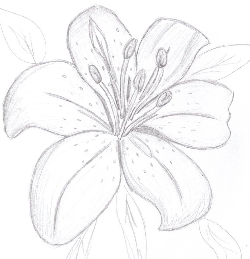 879x908 Colourless Tiger Lily By Sunnybunny13 Watercolor - Tiger Lily Sketch
