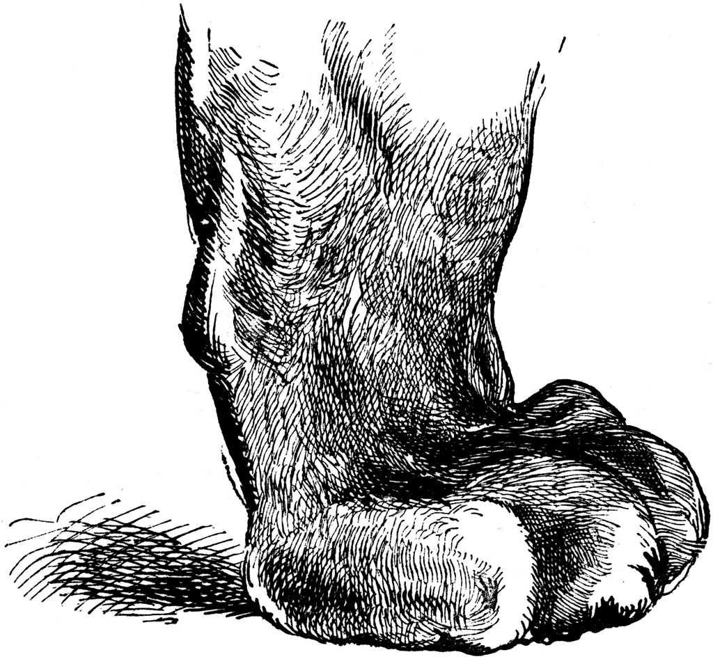 1024x947 Real Tiger Paw Anatomy - Tiger Paw Sketch