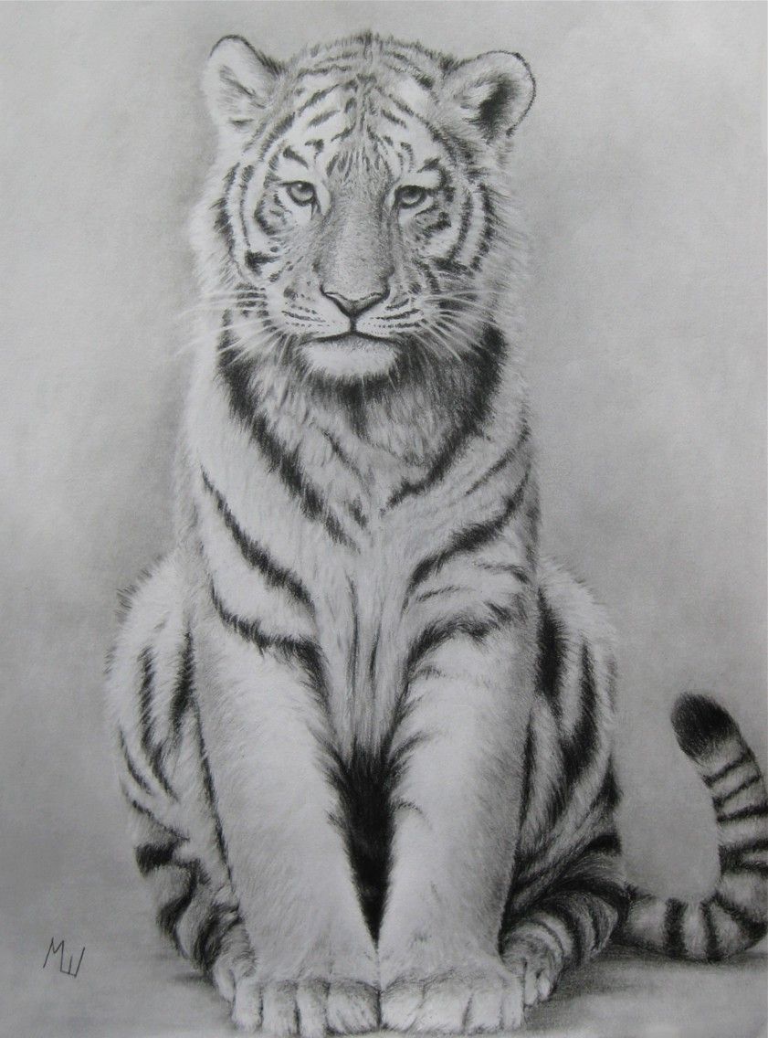 841x1136 Pencil Drawing Of A Tiger Nicr Cat Sketch - Tiger Pencil Sketch
