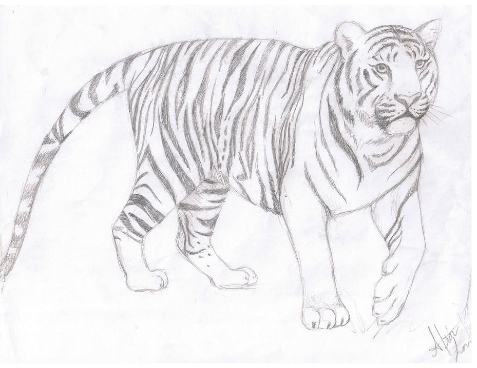 929x718 Pin By Tara Trice On Pencil Drawings Drawings - Tiger Pencil Sketch