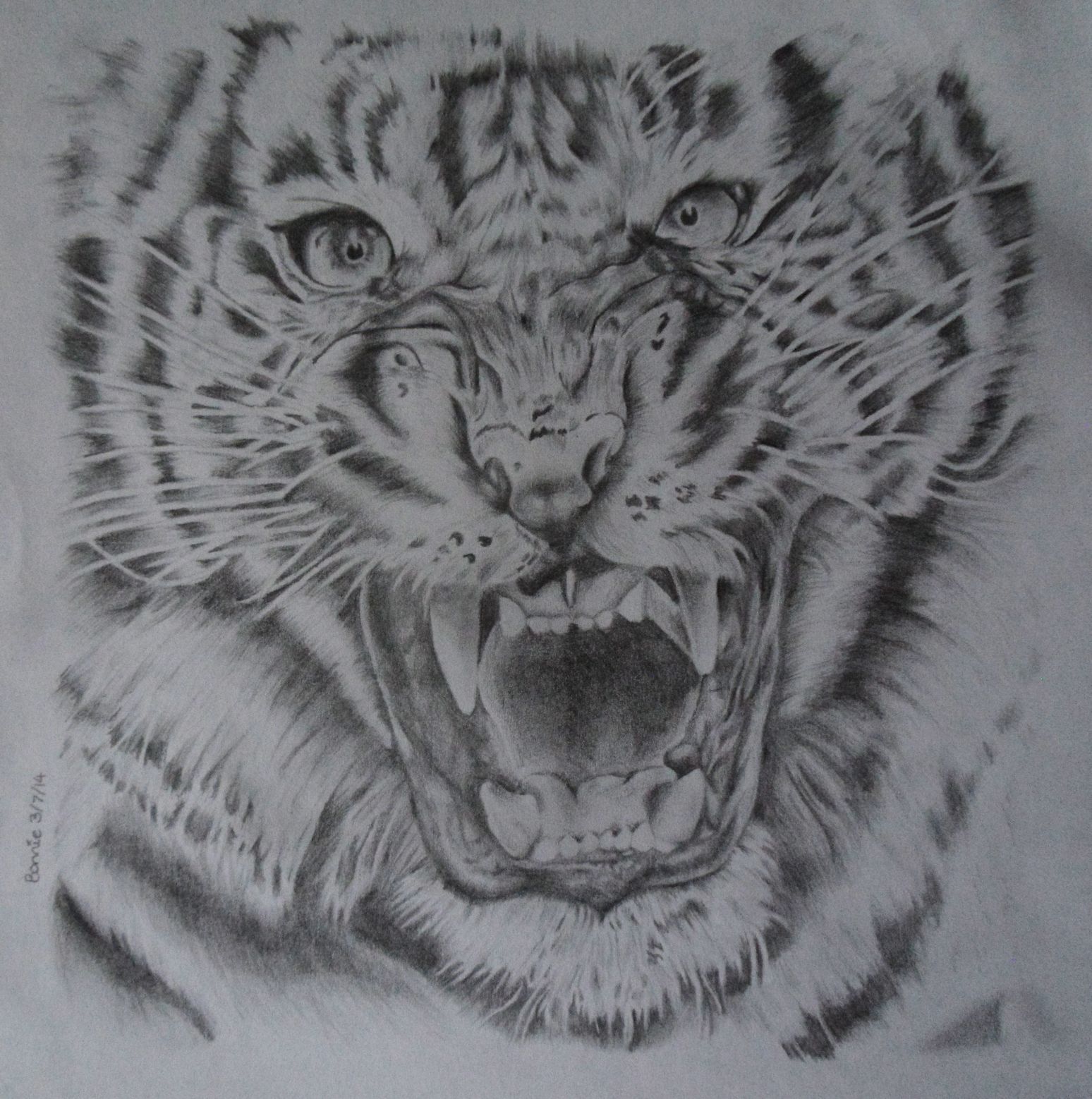 1548x1558 Tiger Life Of Bonnie - Tiger Pencil Sketch