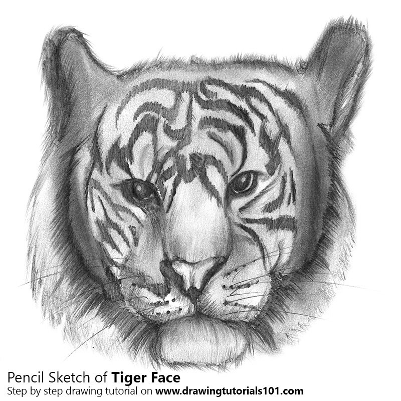 800x800 Tiger Face Pencil Drawing - Tiger Pencil Sketch