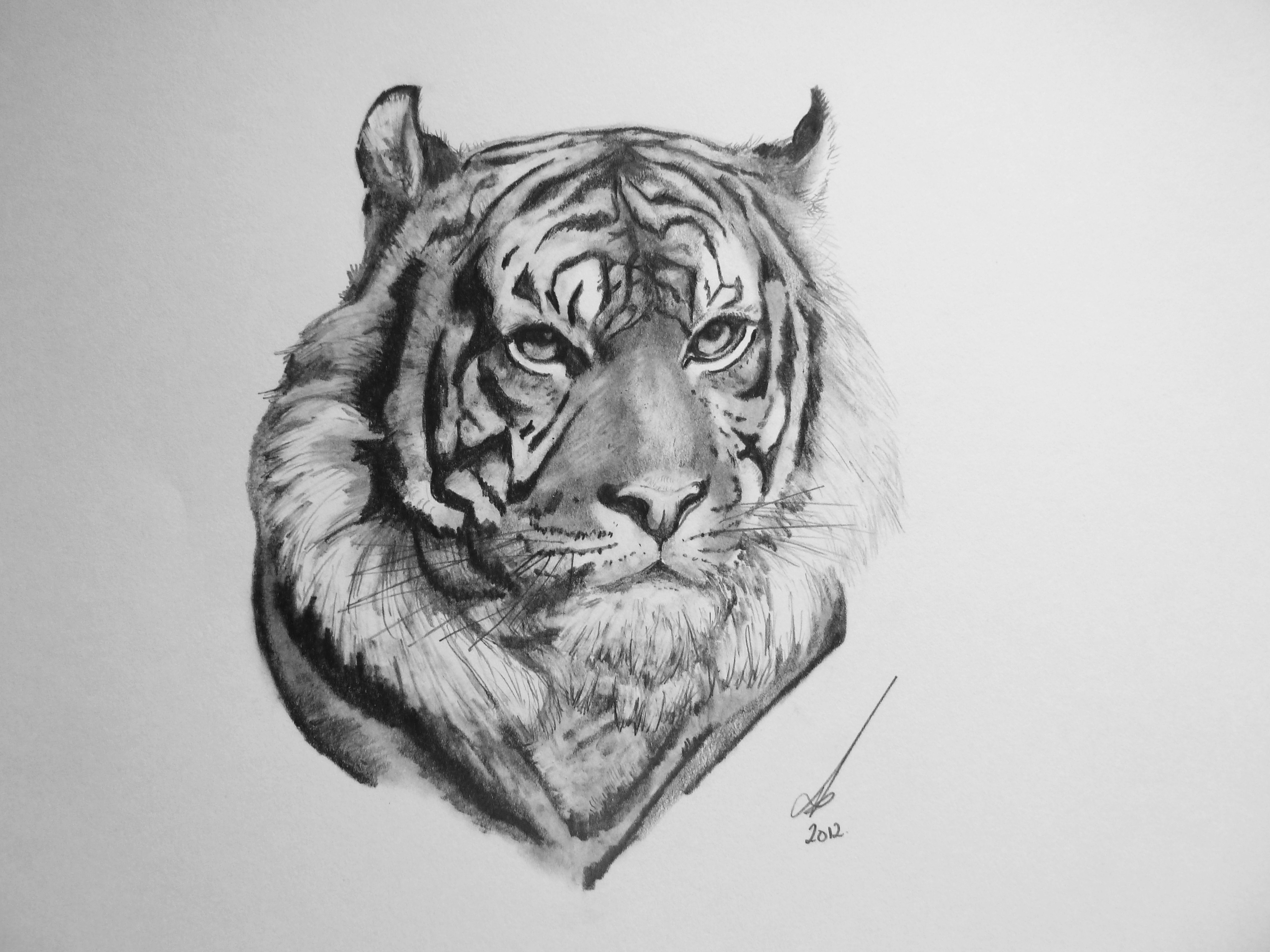 4000x3000 Tiger Pencil Drawings Pencil Sketch - Tiger Pencil Sketch