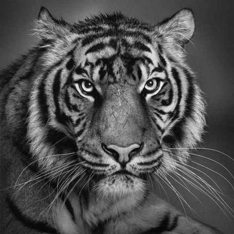 464x464 Tiger Realistic Pencil Drawing Healthcare, Technology, Tips - Tiger Pencil Sketch