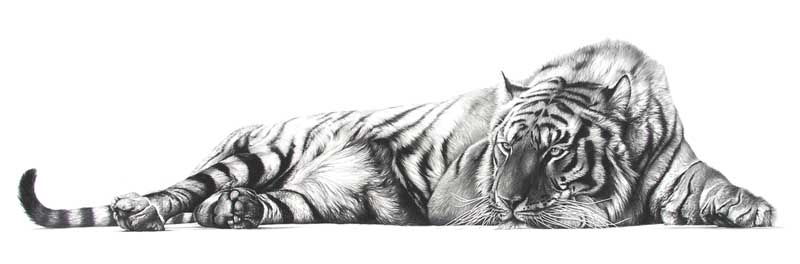 800x264 Tiger Pencil Drawing - Tiger Pencil Sketch