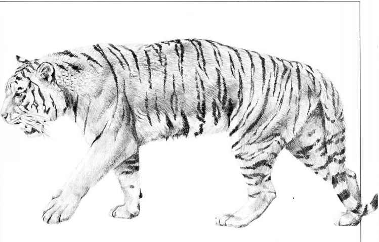 749x479 Drawing Dogs - Tiger Pencil Sketch