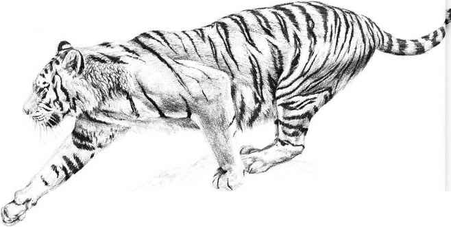 658x332 Drawn Tiger Realistic - Tiger Pencil Sketch