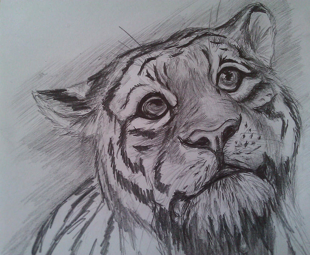 Tiger Pencil Sketch Images At Paintingvalley Com Explore