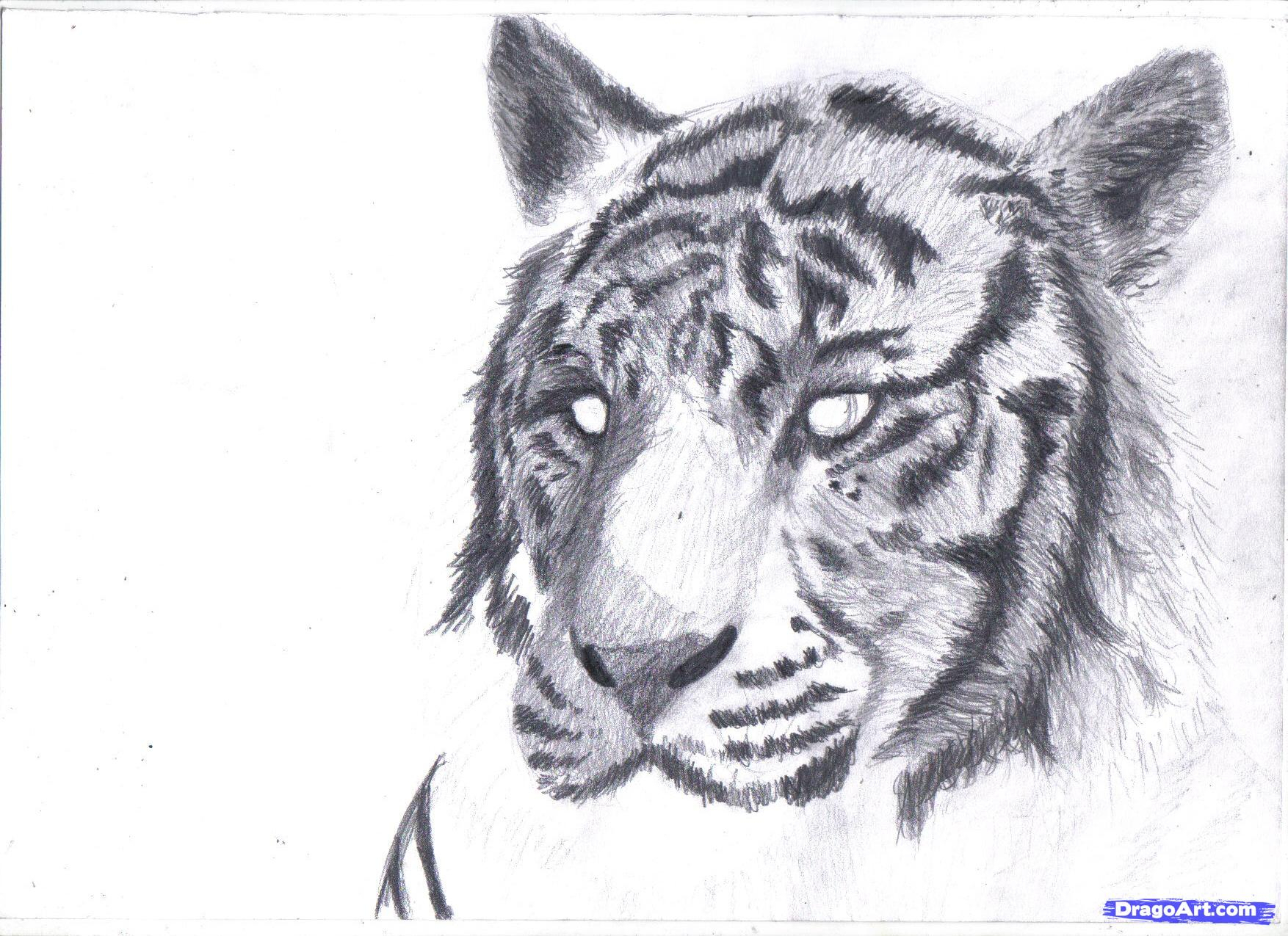 1754x1275 Easy Pencil Draw Tiger Pencil Sketch Of A Tiger Easy Pencil Sketch - Tiger Pencil Sketch Images