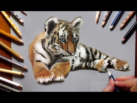 480x360 Pencil Drawing Tiger Cub Speed Draw - Tiger Pencil Sketch Images