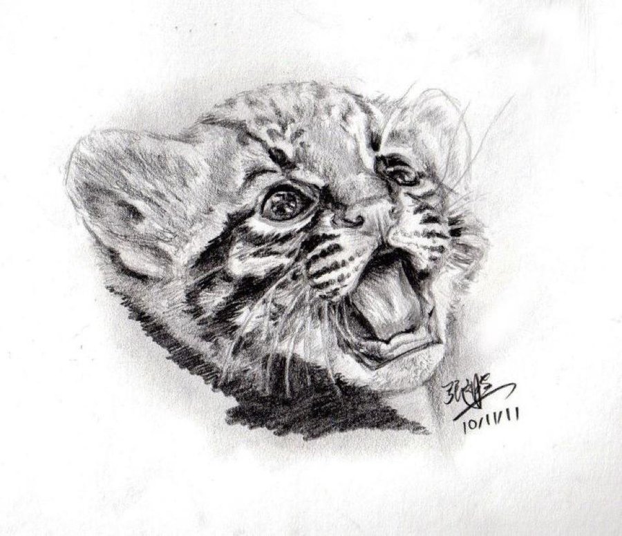 900x776 Pencil Sketch Of Cute Tiger Cub By Chaseroflight - Tiger Pencil Sketch Images