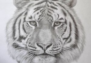 300x210 Realistic Tiger Drawing Step By Step Image Tiger With Pencil Tiger - Tiger Pencil Sketch Images