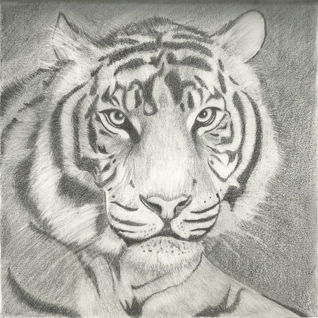 1024x1023 Tiger Drawn Pencil Sketch Animal Pictures - Tiger Pencil Sketch Images
