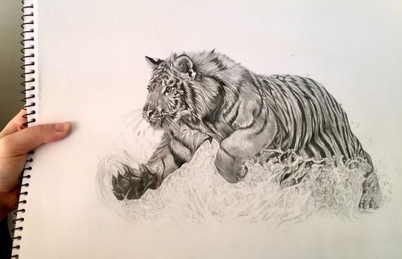570x367 Tiger Pencil Drawing Hyper Realistic Etsy - Tiger Pencil Sketch Images