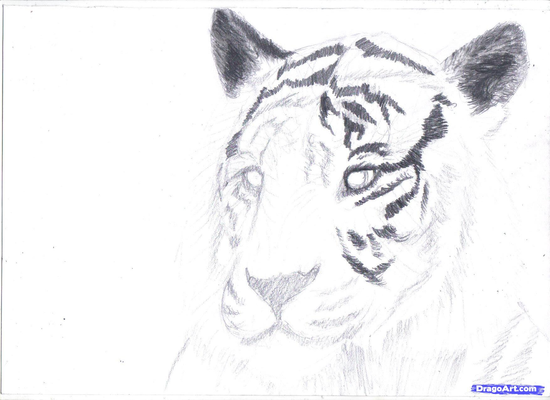 1754x1275 Tiger Pencil Drawing Step By Step Step 6. How To Draw A White - Tiger Pencil Sketch Images