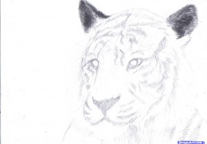 300x210 Tiger Pencil Drawing Step By Step Tiger Pencil Drawings Tiger - Tiger Pencil Sketch Images