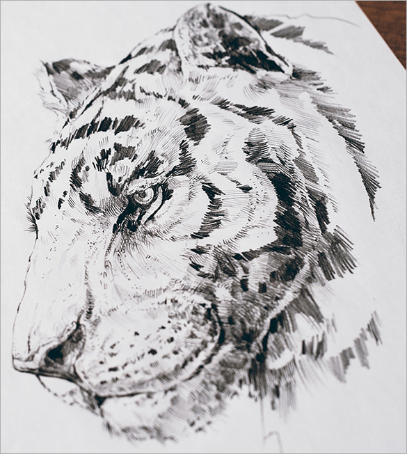 585x652 Amazingly Awesome Pencil Drawings Free Amp Premium Templates - Tiger Pencil Sketch Images