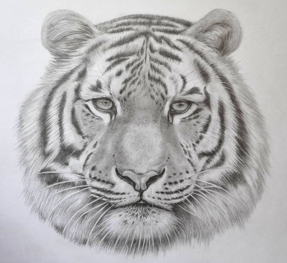 935x855 Tiger Pencil Sketch - Tiger Pencil Sketch Images