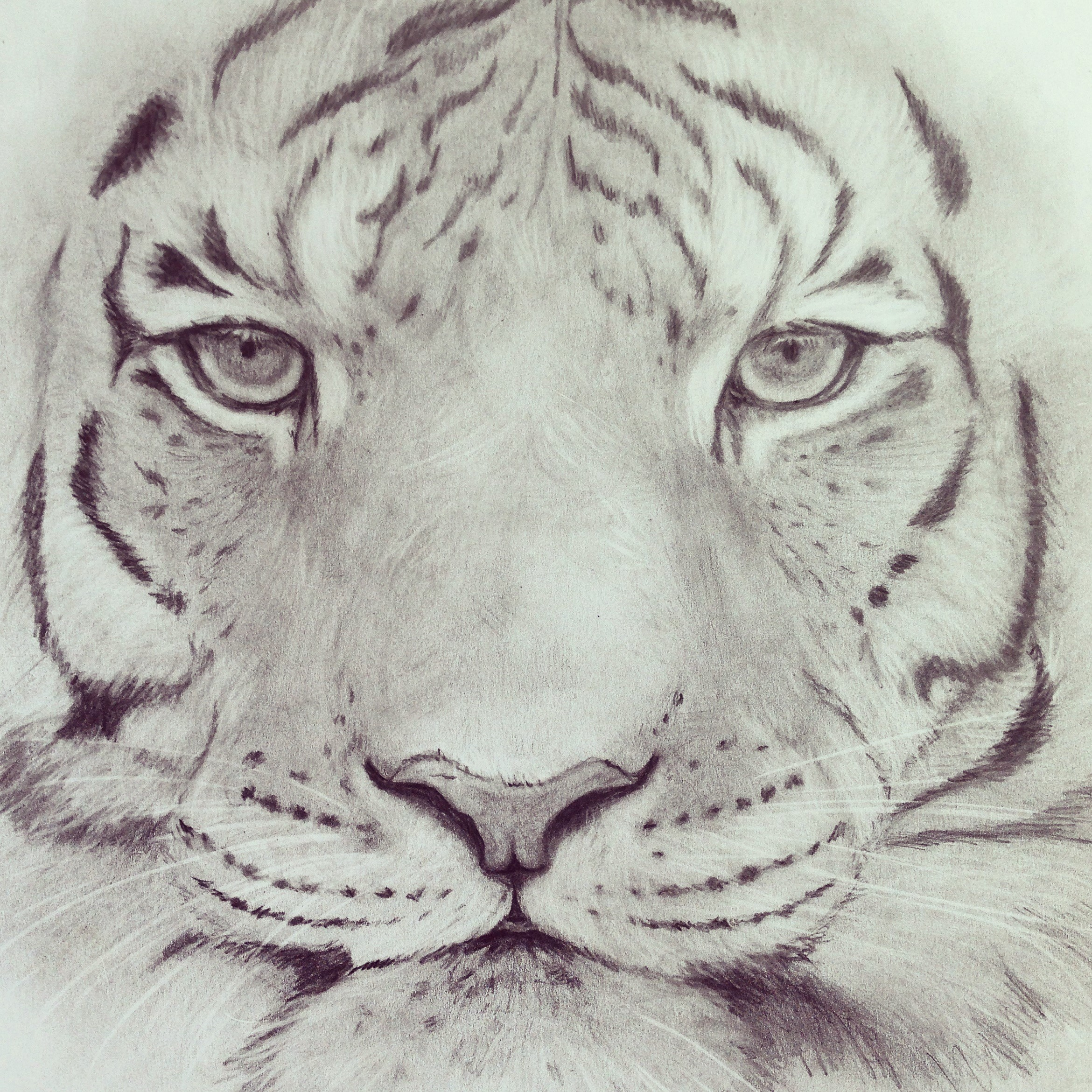 2340x2340 Tiger Pencil Sketches Tiger Pencil Drawing At Getdrawings Free - Tiger Pencil Sketch Images