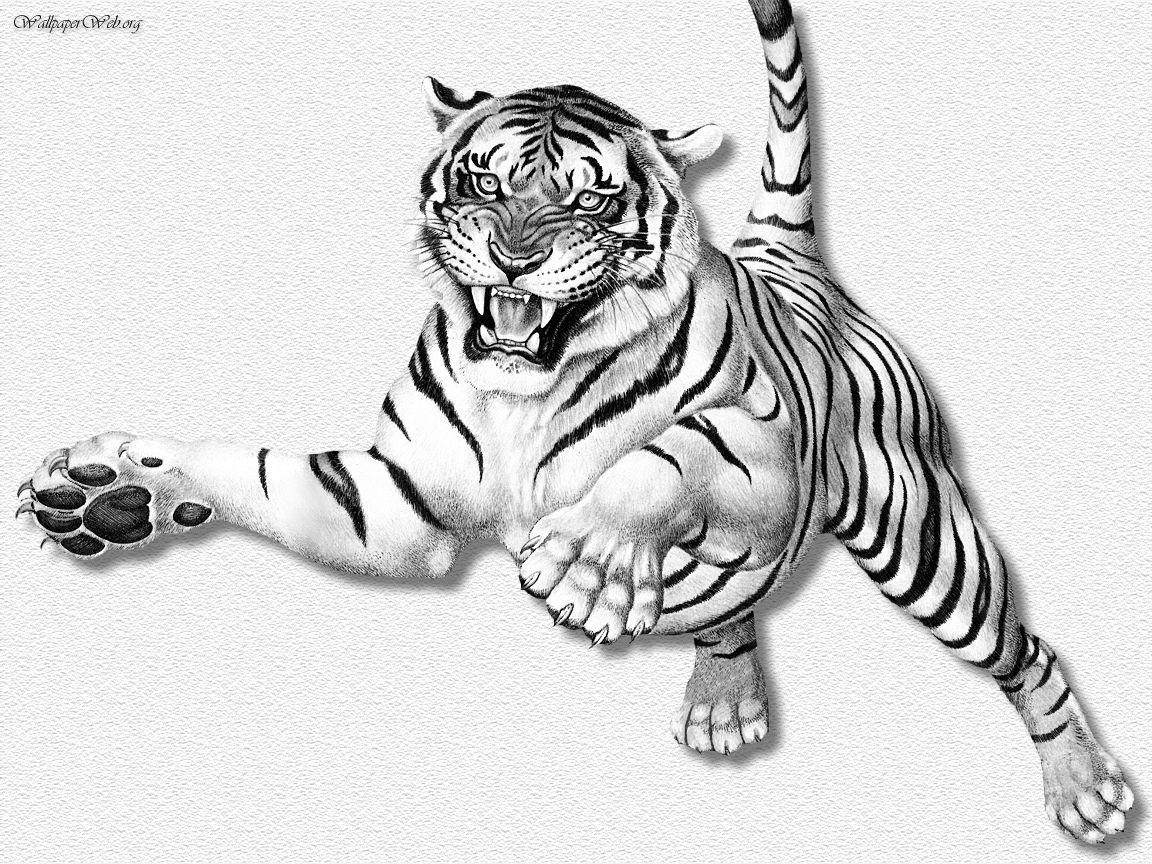 1152x864 Tiger Sketches Drawings Tiger Pencil Drawing At Getdrawings Free - Tiger Pencil Sketch Images