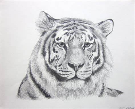 Tiger Pencil Sketch Images at PaintingValley.com | Explore collection ...