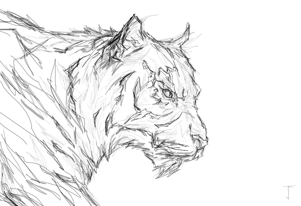1024x702 Tiger Pencil Sketch By Joshmackey - Tiger Pencil Sketch Images